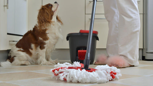 How to Clean Floors with Pets: Hair, Mud and Paw Prints Made Easy