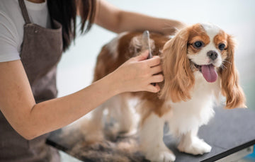 How to Groom Your Dog at Home? Complete Guide